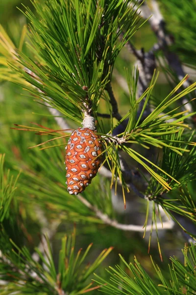 Red pine cone over natural background — Stock Photo, Image