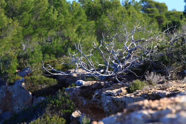 Typische Dünenvegetation vor natürlichem Hintergrund — Stockfoto
