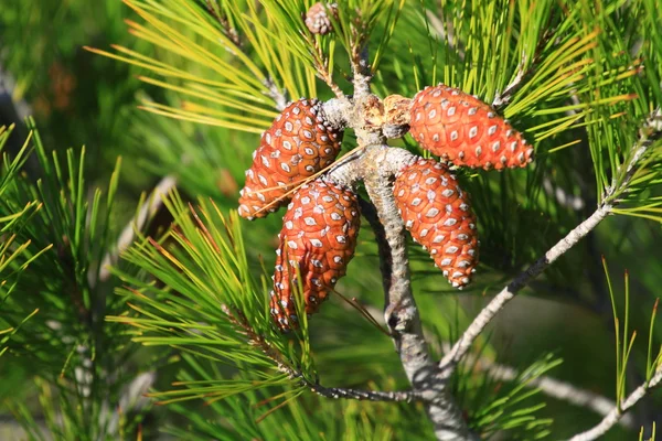 Cone de pinho vermelho sobre fundo natural — Fotografia de Stock