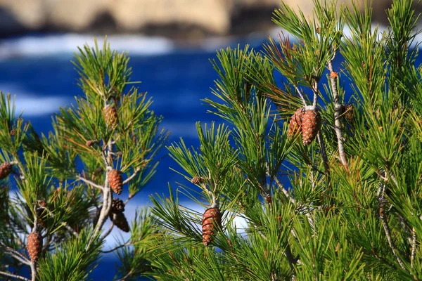 Cono de pino rojo sobre fondo natural —  Fotos de Stock