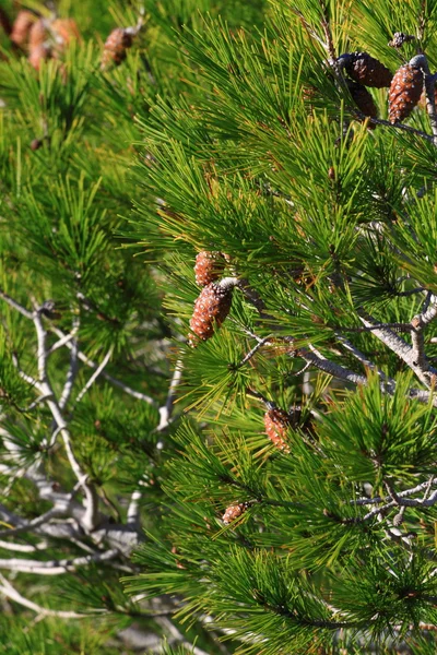 Cono de pino rojo sobre fondo natural — Foto de Stock