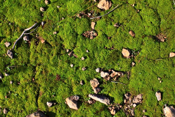 Grön mossa på marken — Stockfoto
