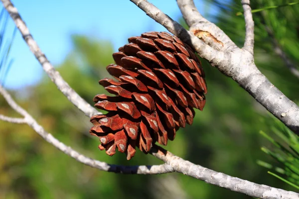 Red pine cone over natural background — Stock Photo, Image