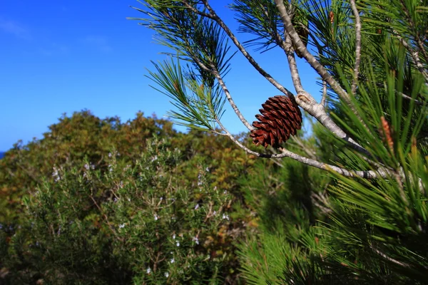 自然の背景に赤松コーン — ストック写真