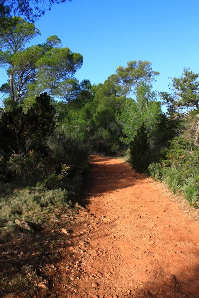 Baleárské vegetace v ibiza, Španělsko. — Stock fotografie