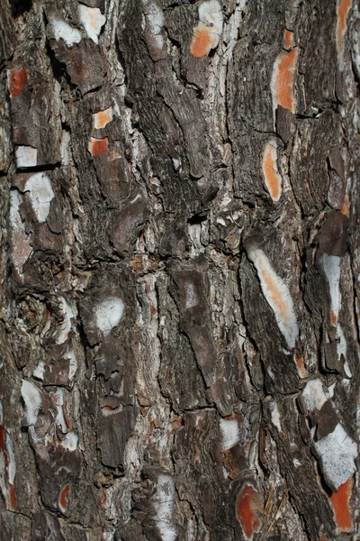 Δέντρο φλοιός υφή φυσικό υπόβαθρο — Φωτογραφία Αρχείου