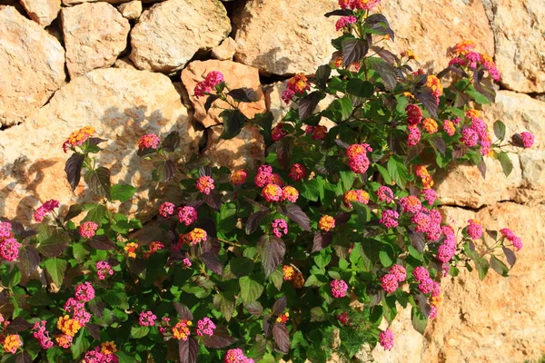 石の壁と朝の光の花. — ストック写真