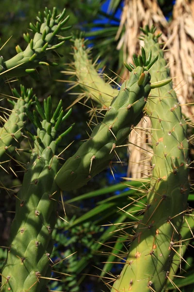 Gröna kaktus växter över naturliga bakgrund. — Stockfoto