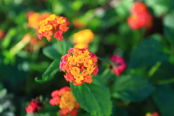 Multi color květ nad přirozené pozadí — Stock fotografie