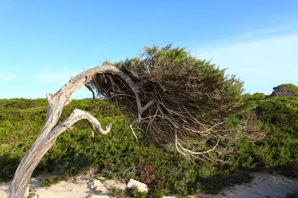 Green pine tree over blue sea in Ibiza, Balearic Island, Spain — Stock Photo, Image
