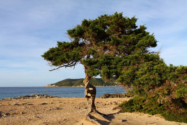 Zelené borovice modré moře v ibiza, Baleárské island, Španělsko — Stock fotografie