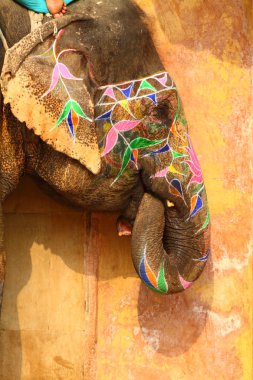 - Fil. Hindistan, Jaipur, Rajasthan Eyaleti.