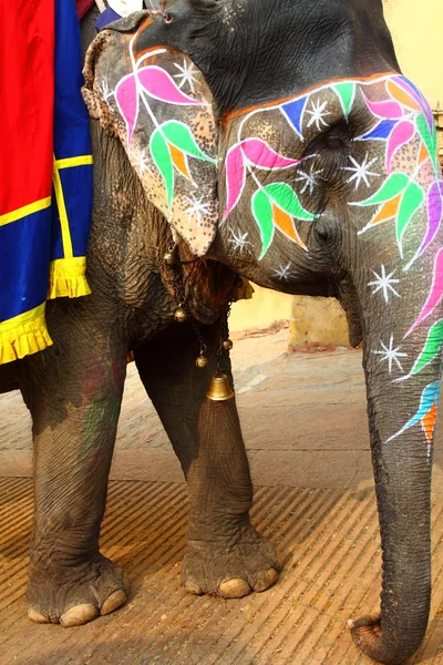 Elefant. Indien, Jaipur, Bundesstaat Rajasthan. — Stockfoto
