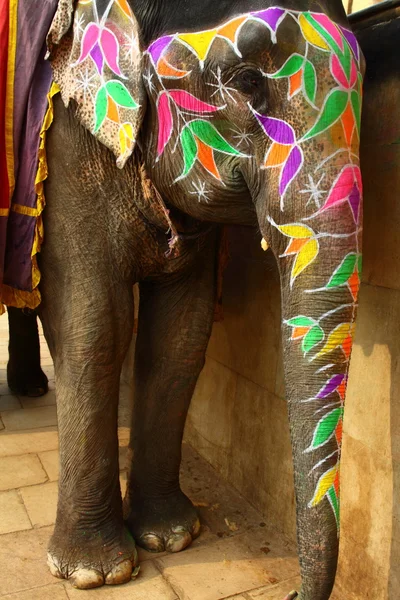 Słoń. Indie, Jaipur, stan Rajasthan. — Zdjęcie stockowe