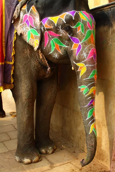 Słoń. Indie, Jaipur, stan Rajasthan. — Zdjęcie stockowe