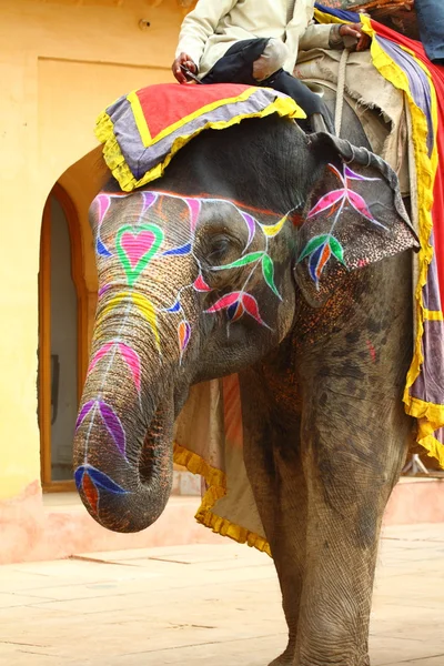 Olifant. India, Jaipur, de staat Rajasthan. — Stockfoto