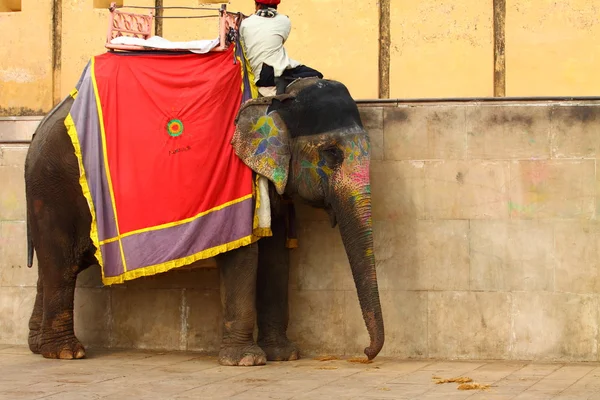 Elefante. Índia, Jaipur, estado de Rajasthan . — Fotografia de Stock