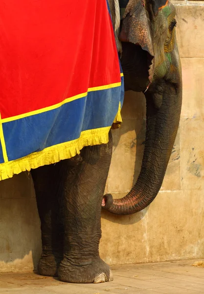 Elefanten. Indien, Jaipur, delstaten Rajasthan. — Stockfoto
