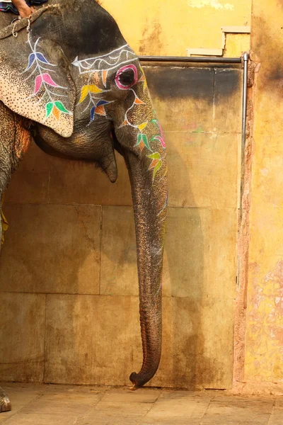 Elefante. India, Jaipur, estado de Rajastán . — Foto de Stock