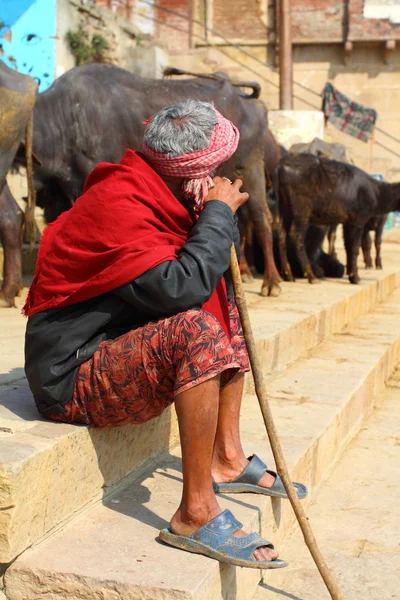 Heilige koe in india — Stockfoto