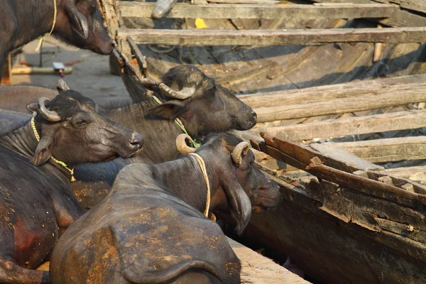 Vaca sagrada en la India —  Fotos de Stock