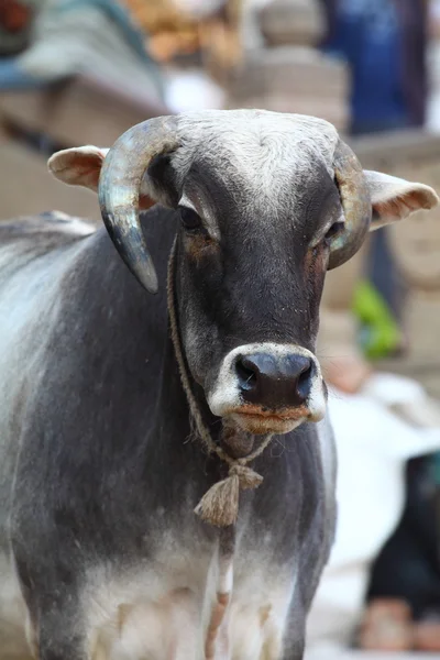 Helig ko i Indien — Stockfoto