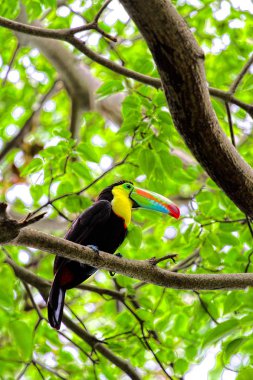 Brazil Toco Toucan Tucan.HDR image clipart