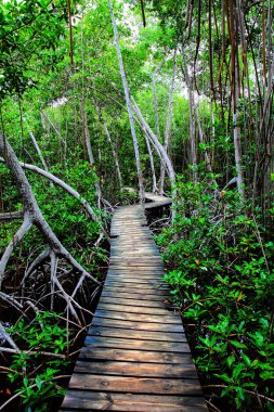 Mangrove forest in Colombia. HDR image clipart