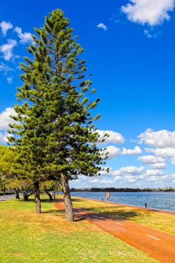 Parana çam ağacı, araucaria iğde - araucariaceae.hdr resim