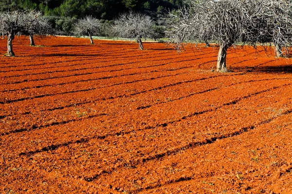 Roter Acker in Ibiza, Baleareninsel, Spanien. hdr Bild — Stockfoto