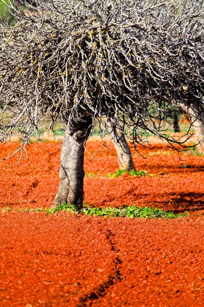 Červená obdělávané pole v ibiza, Baleárské island, Španělsko. obraz HDR — Stock fotografie
