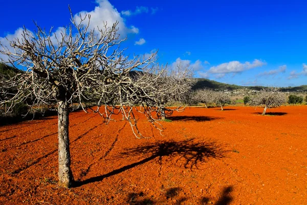Röd odlade fält i ibiza, Balearerna, Spanien. HDR-bild — Stockfoto