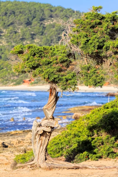 Zelený strom nad modrým mořem. obraz HDR — Stock fotografie