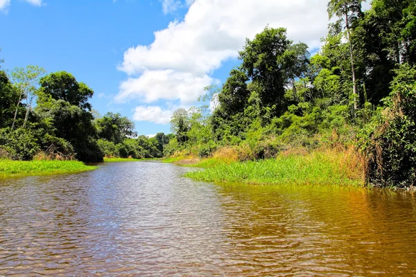 Amazon rzeki. obrazu HDR — Zdjęcie stockowe