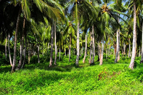 哥伦比亚 island.hdr 图像中的绿色的棕榈树林 — 图库照片