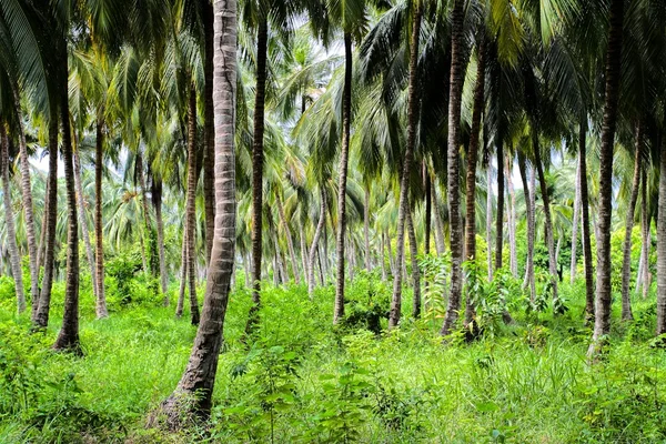 哥伦比亚 island.hdr 图像中的绿色的棕榈树林 — 图库照片