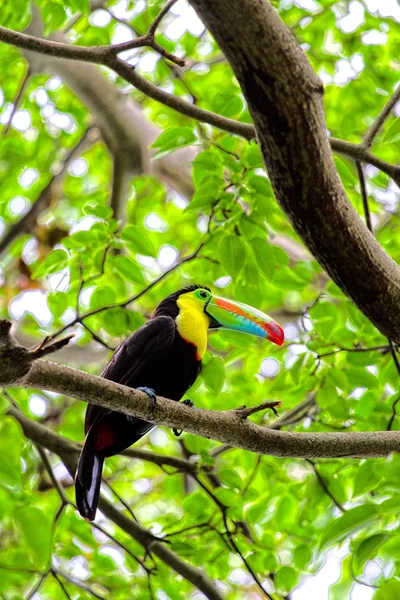 Brasilien toco toucan tucan.hdr bild — Stockfoto