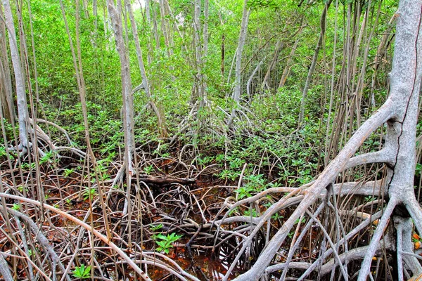 Forêt de mangroves en Colombie. Image HDR — Photo