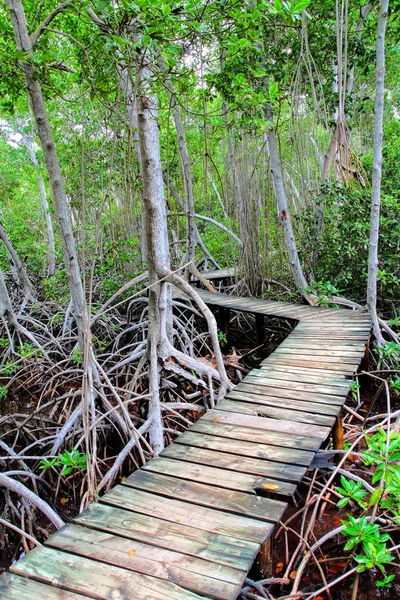 Mangrove forest in Colombia. HDR image — Stock Photo, Image