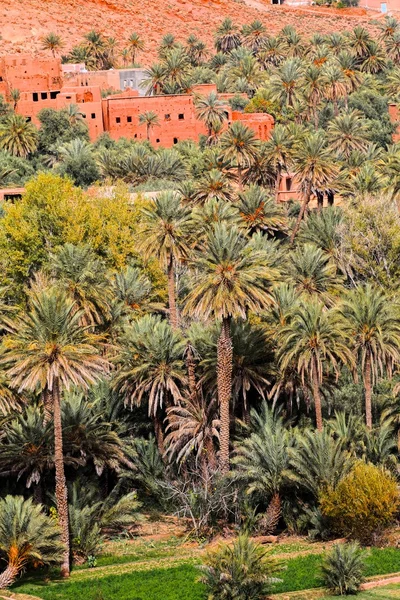 모로코에서 오아시스입니다. hdr 이미지. — 스톡 사진