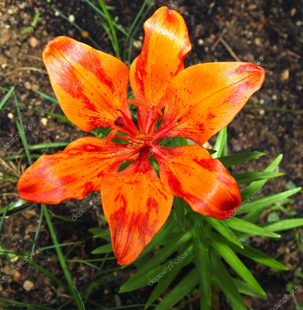 orange beau Lys dans le jardin de fleurs. couleur lumineuse ...