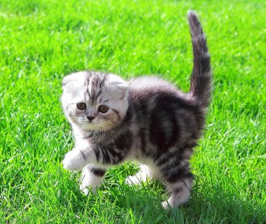 Scottish fold ears kitten on bright green grass outdoor and look clipart