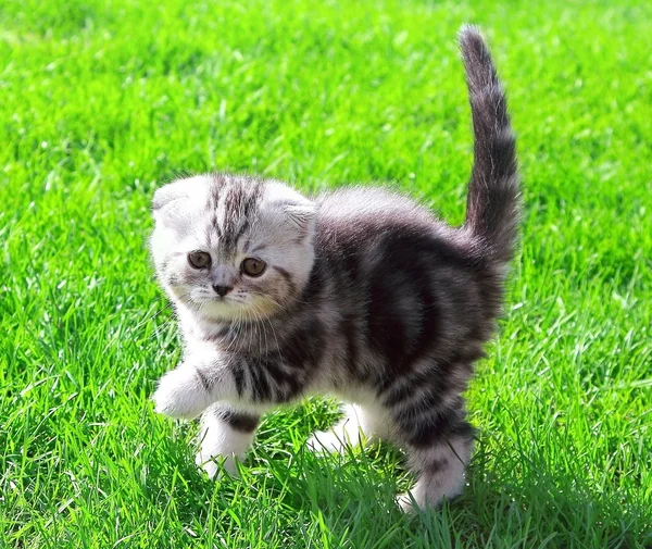 Scottish fold uši kotě na zářivě zelené trávě venkovní a podívejte se — Stock fotografie