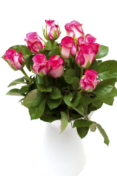 Pink roses in a white vase — Stock Photo, Image