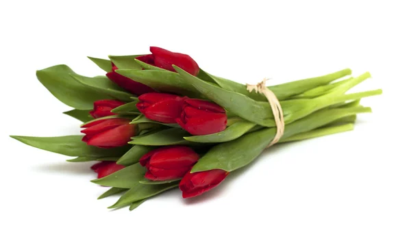 Тесные красные тюльпаны — стоковое фото