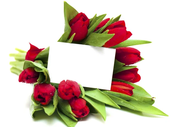 Tulipas vermelhas e cartão em branco — Fotografia de Stock