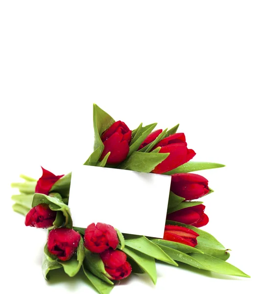 Red tulips and blank card — Stock Photo, Image