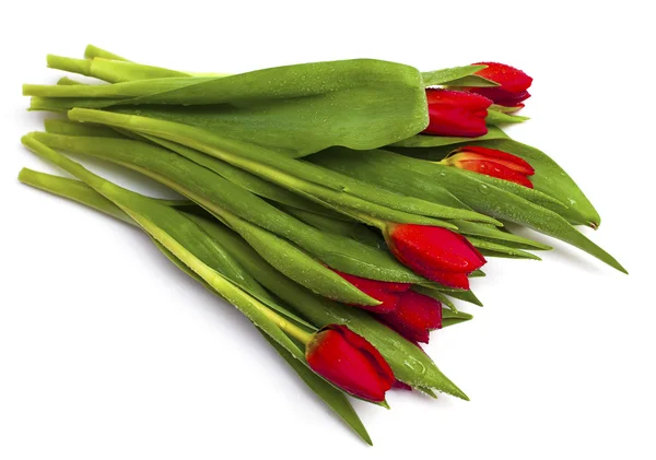 Bando de tulipas vermelhas com gotas de água — Fotografia de Stock