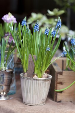 İlk Blue Springs çiçekler (Muscari) bir tencerede