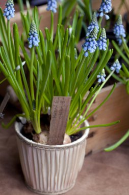 İlk Blue Springs çiçekler (Muscari) bir tencerede